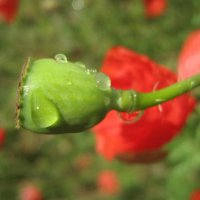 /album/atelier-lebensglueck-info/mohn-png/