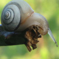 /album/atelier-lebensglueck-info/schnecke-png/